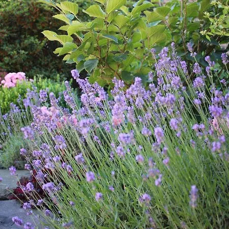 Zum Nutscheid Apartamento